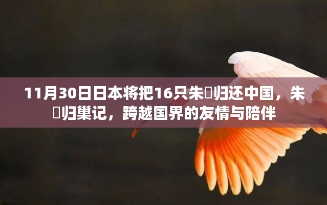 朱鹮归巢,跨越国界的友情与陪伴——日本归还中国16只朱鹮纪念