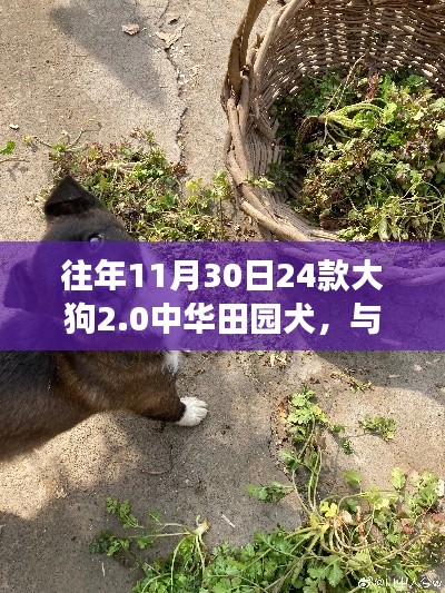 远离尘嚣的心灵觉醒,大狗2.0中华田园犬奇妙自然之旅