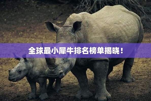 全球最小犀牛排名榜单揭晓!
