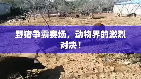 野猪争霸赛场,动物界的激烈对决!