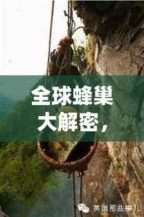 全球蜂巢大解密,自然之美的独特魅力排行榜