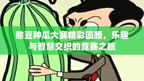 憨豆种瓜大赛精彩回顾,乐趣与智慧交织的竞赛之旅